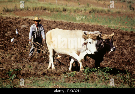 Landwirt Pflügen mit einem Team von Ochsen, Kuba Stockfoto