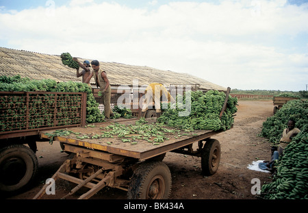 Landarbeiter laden Bananen auf einer Kolchose, Kuba Stockfoto