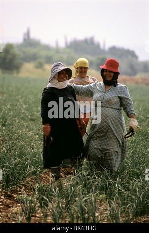 Landarbeiter in einem Zwiebelfeld, Israel Stockfoto