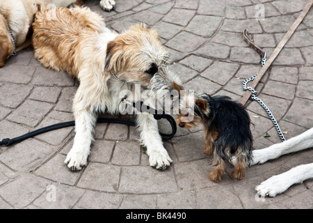 großer Hund nimmt das Interesse an kleinen Hund auf Pflastersteinen von Parque Mexiko in Condesa Viertel von Mexiko-Stadt Stockfoto