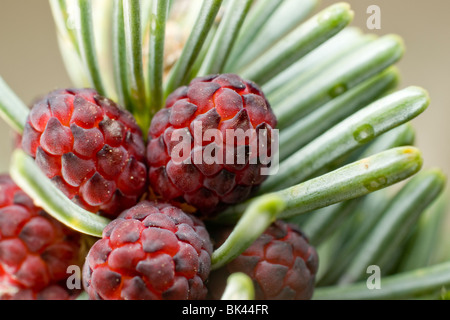 Nahaufnahme der neuen roten unreifen Abies Lasiocarpa Arizonica 'Compacta' Corkbark weibliche Tannenzapfen. Stockfoto