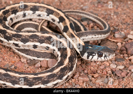 Schwarzhals-Strumpfband-Schlange, Thamnophis Cyrtopsis, native nach Westen der Vereinigten Staaten und Mexiko Stockfoto