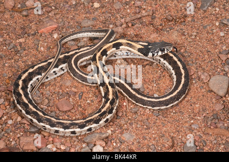 Schwarzhals-Strumpfband-Schlange, Thamnophis Cyrtopsis, native nach Westen der Vereinigten Staaten und Mexiko Stockfoto