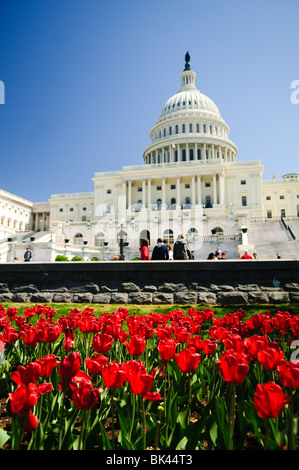 WASHINGTON, DC, USA – Im Vordergrund blüht Eine lebhafte Frühlingstulpen, die einen farbenfrohen Kontrast zum majestätischen Kapitol der Vereinigten Staaten im Hintergrund bilden. Diese malerische Szene fängt die Schönheit von Washington, DC im Frühling ein, mit der ikonischen neoklassizistischen Architektur des Kapitols, ergänzt durch die sorgfältig gestalteten Gärten und saisonalen Blumenarrangements. Stockfoto