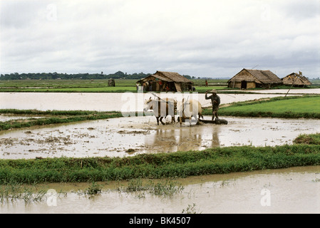 Anbau oder Pflügen der Reisfelder mit Ochsen auf einem Bauernhof in Myanmar, Südostasien Stockfoto