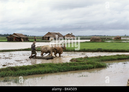 Anbau oder Pflügen der Reisfelder mit Ochsen auf einem Bauernhof in Myanmar, Südostasien Stockfoto