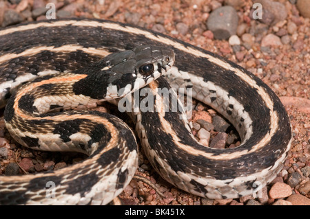 Schwarzhals-Strumpfband-Schlange, Thamnophis Cyrtopsis, native nach Westen der Vereinigten Staaten und Mexiko Stockfoto