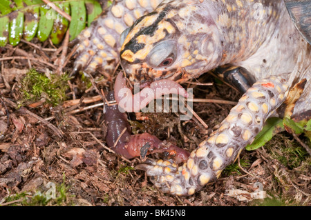 Östliche Kasten-Schildkröte, Terrapene Carolina Carolina, Eingeborener nach Osten der Vereinigten Staaten eine gemeinsame Regenwurm Essen Stockfoto