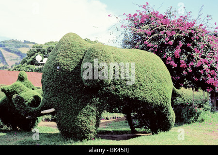 Sträucher beschnitten, auszusehen wie ein Elefant in den Formschnitt Gärten des Parque Francisco Alvarado in Zarcero, Costa Rica Stockfoto