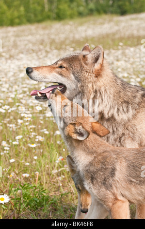 Grauer Wolf und Welpe, Canis Lupus, in einem Feld von Wildblumen, Minnesota, USA Stockfoto