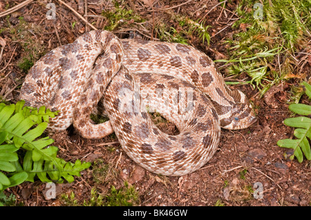 Westlichen Hognose Schlange, Heterodon Nasicus Nasicus, hinten-fanged Giftschlange, ursprünglich aus Kanada, USA, Südmexiko Stockfoto