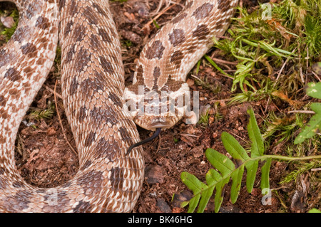 Westlichen Hognose Schlange, Heterodon Nasicus Nasicus, hinten-fanged Giftschlange, ursprünglich aus Kanada, USA, Südmexiko Stockfoto