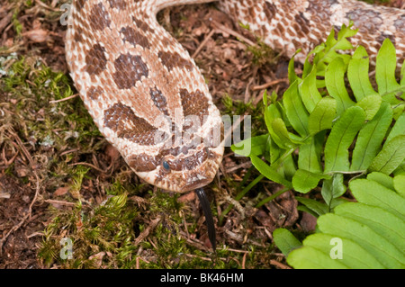 Westlichen Hognose Schlange, Heterodon Nasicus Nasicus, hinten-fanged Giftschlange, ursprünglich aus Kanada, USA, Südmexiko Stockfoto