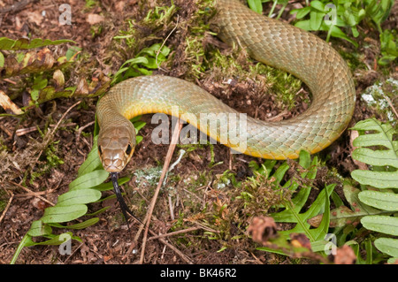 Westlichen Bauche Racer, Coluber Constrictor Mormonen, ursprünglich aus USA, Kanada, Mexiko, Guatemala und Belize Stockfoto