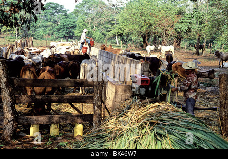 Landarbeiter Schleifen bis Silage und Fütterung von Rindern in Escuintla Department, Guatemala Stockfoto