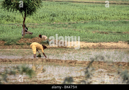 Landarbeiter Pflanzen Reis in einem Reisfeld, Indien Stockfoto