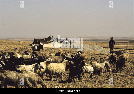 Beduinen-Camp mit Ziegen und Esel, Jordanien Stockfoto