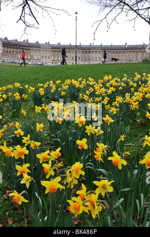 Narzissen im Frühjahr mit dem Royal Crescent im Hintergrund, Bath, Somerset, England, UK Stockfoto