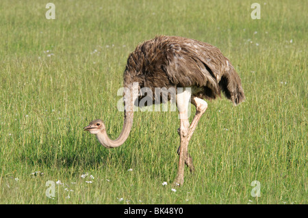 Gemeinsamen Strauß Struthio Camelus Fütterung in Savanne Grünland Stockfoto