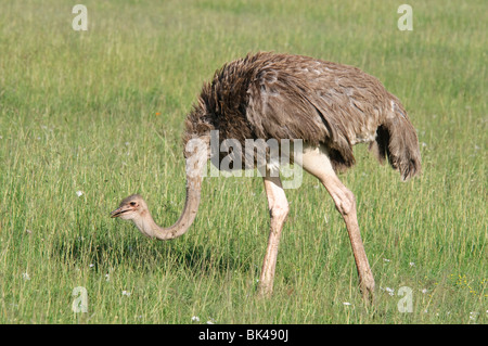 Gemeinsamen Strauß Struthio Camelus Fütterung in Savanne Grünland Stockfoto