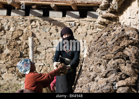 Ein Frauen Stapeln getrocknet Yak-Dung oder Kot zum Kochen verwenden Feuer in ihrem Bauernhaus in der tibetischen Hochebene. Stockfoto