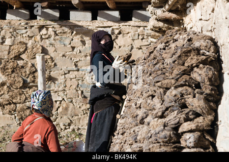 Ein Frauen Stapeln getrocknet Yak-Dung oder Kot zum Kochen verwenden Feuer in ihrem Bauernhaus in der tibetischen Hochebene. Stockfoto