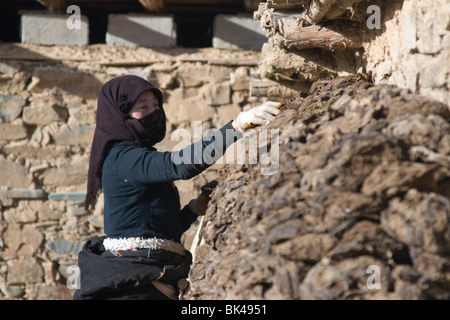 Ein Frauen Stapeln getrocknet Yak-Dung oder Kot zum Kochen verwenden Feuer in ihrem Bauernhaus in der tibetischen Hochebene. Stockfoto