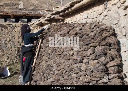 Ein Frauen Stapeln getrocknet Yak-Dung oder Kot zum Kochen verwenden Feuer in ihrem Bauernhaus in der tibetischen Hochebene. Stockfoto