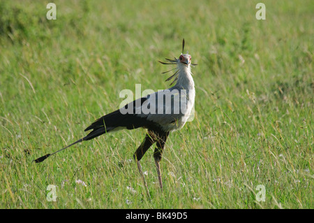 Sekretärin-Vogel Schütze Serpentarius stehen im Grasland, Savanne Stockfoto