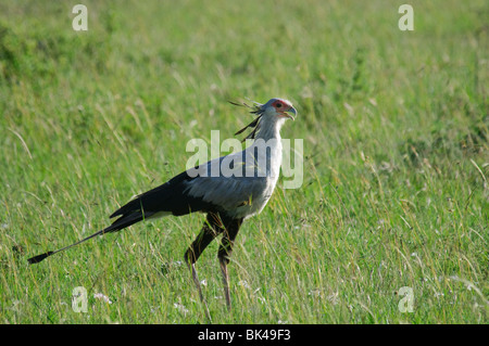 Sekretärin-Vogel Schütze Serpentarius stehen im Grasland, Savanne Stockfoto