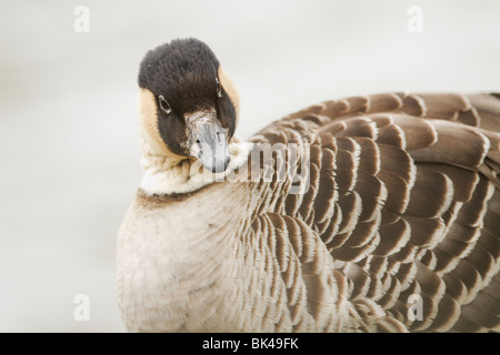 Hohen Schlüsselbild eine hawaiianische Gans oder Ne Ne (Branta Sandivicensis) an der Widlfowl und Feuchtgebiete Vertrauen an Slimbridge, Stockfoto