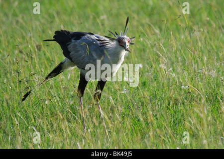 Sekretärin-Vogel Schütze Serpentarius ernähren sich von Heuschrecken in Grünland Savanne Stockfoto