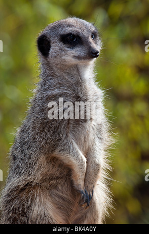 Captive schlanke Tailed oder Schmächtig-Tailed Erdmännchen   Suricata suricatta Stockfoto