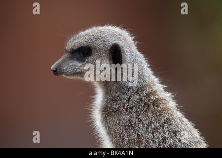 Captive schlanke Tailed oder Schmächtig-Tailed Erdmännchen   Suricata suricatta Stockfoto