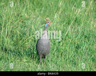 Behelmter Guineafowl Numida Meleagris stehen im Rasen Stockfoto