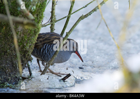 Wasser-Schiene lauert unter nassen Wald, zu Fuß über das Eis auf Nahrungssuche. Stockfoto
