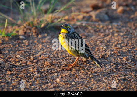 Gelb-throated Longclaw Macronyx Croceus stehend am Boden Stockfoto