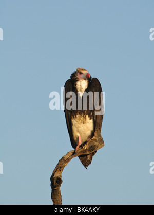 Weißköpfige Geier Trigonoceps Occipitalis sitzen auf einem Pfosten Stockfoto
