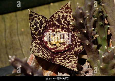 Stapelia Variegata, Seestern-Blume, Stern Blume oder Kröte Kaktus Stockfoto