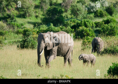 Drei afrikanischen Bush Elefanten Loxodonta Africana zu Fuß durch die Savanne Stockfoto