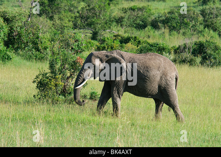 Einen afrikanischen Bush Elefanten Loxodonta Africana führt durch die Savanne Stockfoto