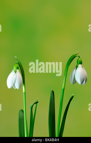 zwei paar Blume blühen Schneeglöckchen Galanthus Nivalis gemeinsame Schneeglöckchen White Glockenform grün Hintergrund Stockfoto