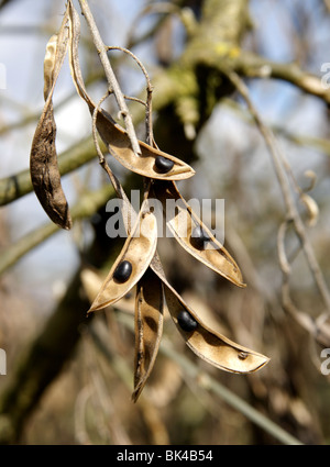 Robinia Pseudoacacia, allgemein bekannt als die Robinie Samen im Frühjahr, Großbritannien, 2010 Stockfoto
