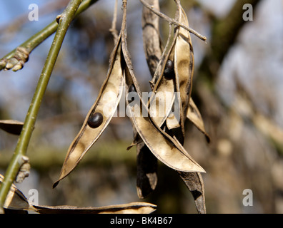 Robinia Pseudoacacia, allgemein bekannt als die Robinie Samen im Frühjahr, Großbritannien, 2010 Stockfoto