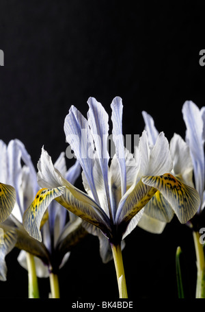 Iris Katharine Hodgkin Reticulata Catherine gelb und blass blauen Blumengarten Pflanzen Frühjahr blühen mehrjährig Stockfoto