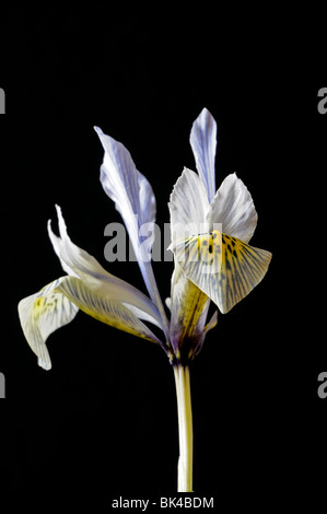 Iris Katharine Hodgkin Reticulata Catherine gelb und blass blauen Blumengarten Pflanzen Frühjahr blühen mehrjährig Stockfoto
