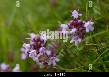 Große Thymian, Thymus pulegioides Stockfoto