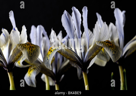 Iris Katharine Hodgkin Reticulata Catherine gelb und blass blauen Blumengarten Pflanzen Frühjahr blühen mehrjährig Stockfoto