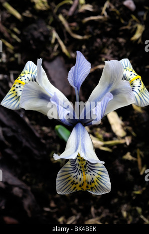 Iris Katharine Hodgkin Reticulata Catherine gelb und blass blauen Blumengarten Pflanzen Frühjahr blühen mehrjährig Stockfoto