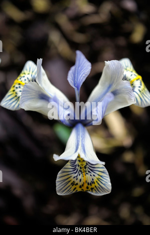 Iris Katharine Hodgkin Reticulata Catherine gelb und blass blauen Blumengarten Pflanzen Frühjahr blühen mehrjährig Stockfoto